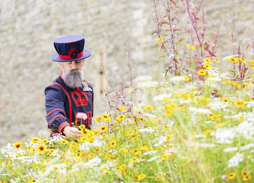 'Queen's Garden' Superbloom at the Tower of London Aldgate Connect BID
