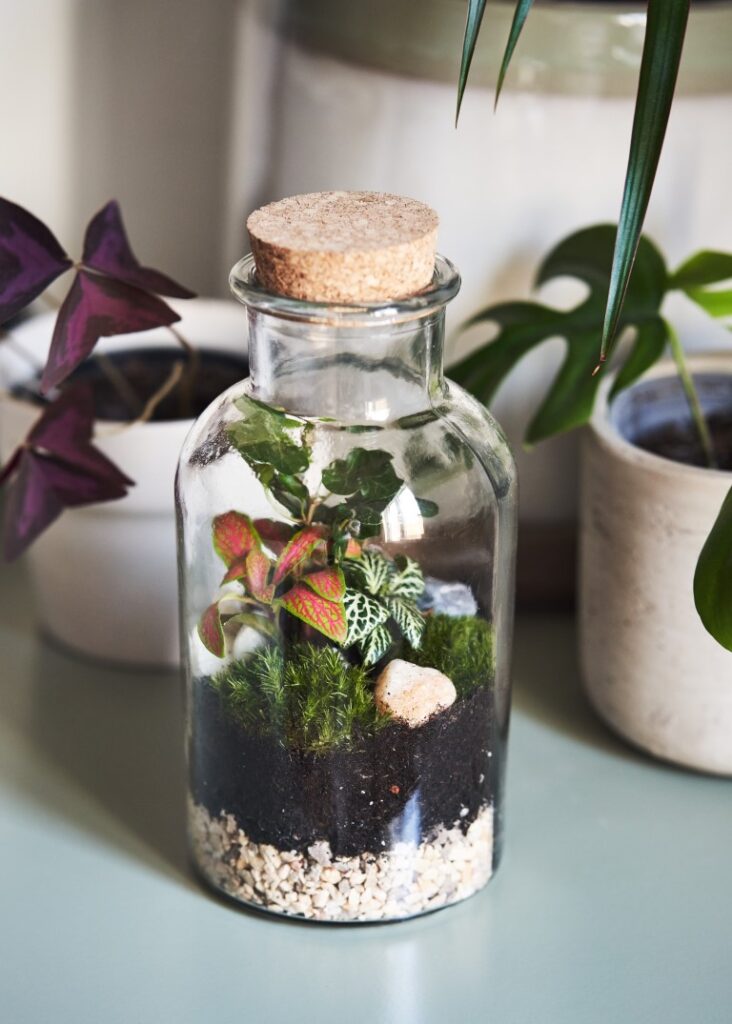 Aldgate Gardening Club – Bottle Terrariums Workshop