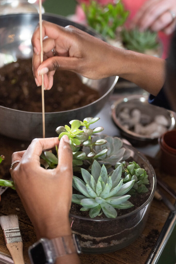 Aldgate Gardening Club: Succulent Terrariums Workshop